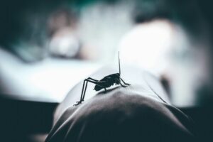 How Do Long Island Professionals Provide Effective Mosquito Control Solutions